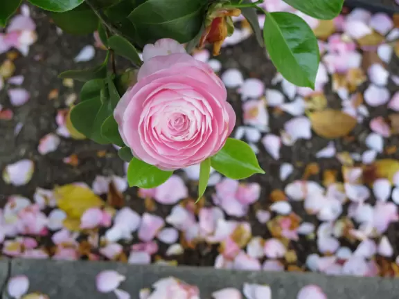 Spanish mission from late 18th century, in downtown San Luis Obispo, with giant roses in the garden behind and a lively plaza in front.