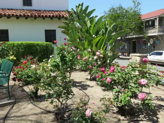 Spanish mission from late 18th century, in downtown San Luis Obispo, with giant roses in the garden behind and a lively plaza in front.