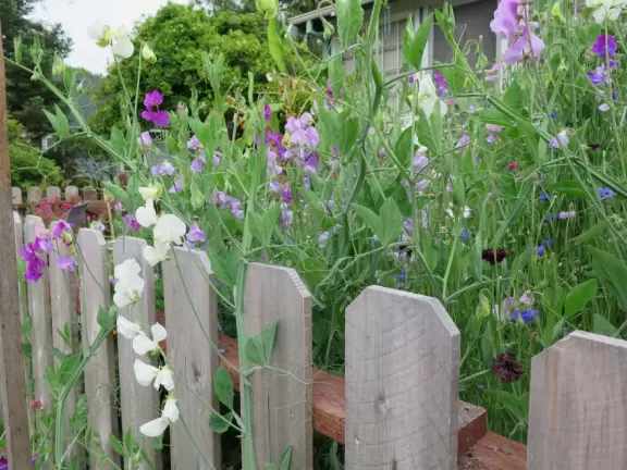 Take a walk past pretty Victorian homes and gardens.