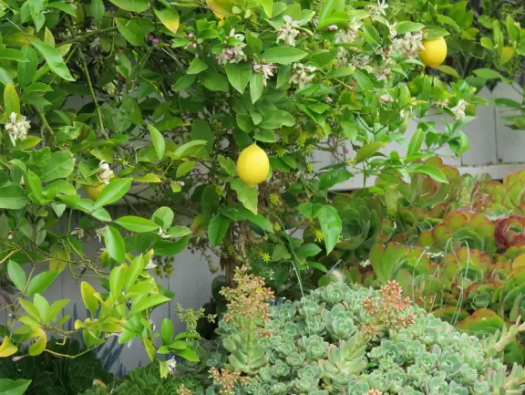 Take a walk past pretty Victorian homes and gardens.