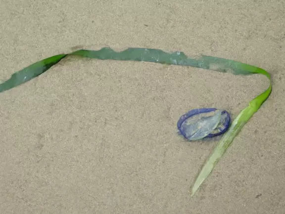 A rugged beach covered in driftwood and framed by dramatic white cliffs.