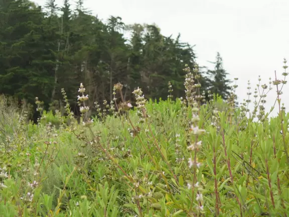 A rugged beach covered in driftwood and framed by dramatic white cliffs.
