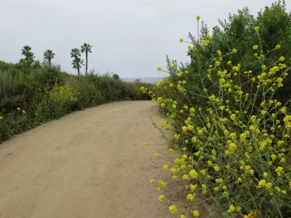 A rugged beach covered in driftwood and framed by dramatic white cliffs.