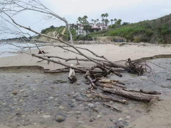 A rugged beach covered in driftwood and framed by dramatic white cliffs.