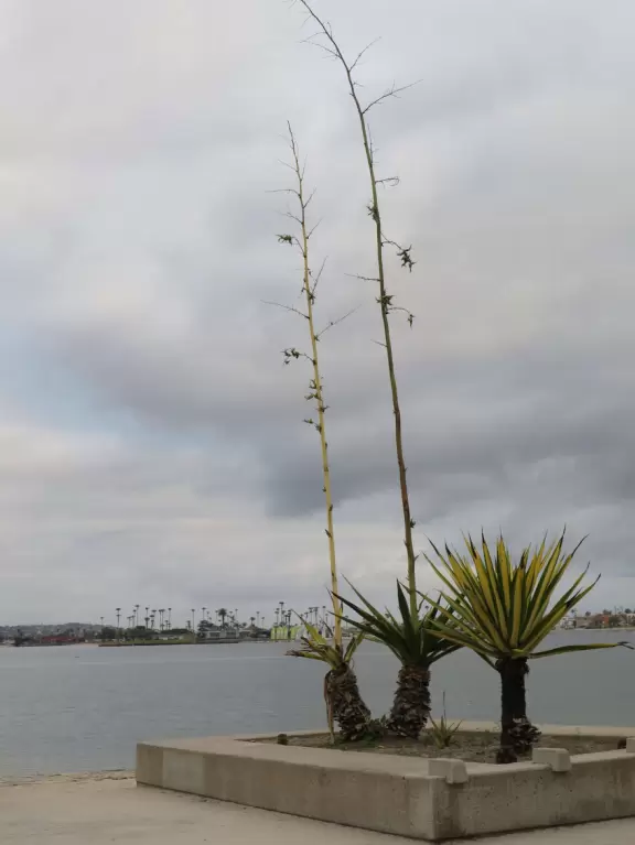Beach area where partying college students live and SeaWorld visitors stay, with bland 1950s architecture, bad traffic, and dirty beach, but some wonderful finds such as Moray's at Sail Bay.