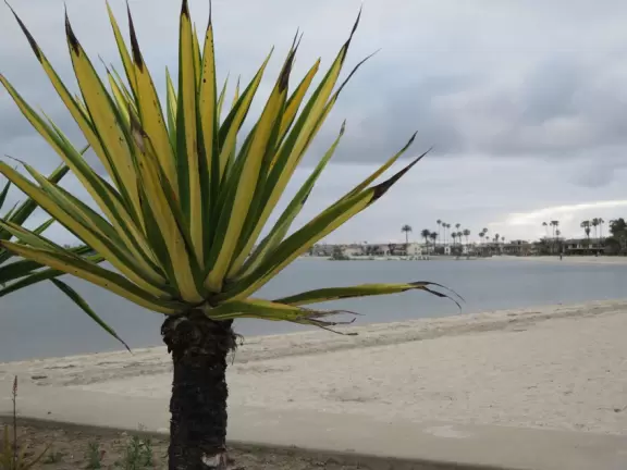Beach area where partying college students live and SeaWorld visitors stay, with bland 1950s architecture, bad traffic, and dirty beach, but some wonderful finds such as Moray's at Sail Bay.