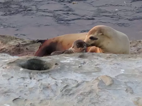 Heavenly area with seals, perfect cove, flowers hugging the cliff, and 1.5km walk above the sea.