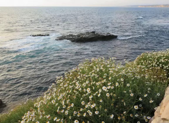 Heavenly area with seals, perfect cove, flowers hugging the cliff, and 1.5km walk above the sea.