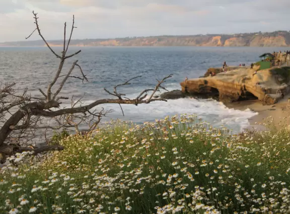 Heavenly area with seals, perfect cove, flowers hugging the cliff, and 1.5km walk above the sea.