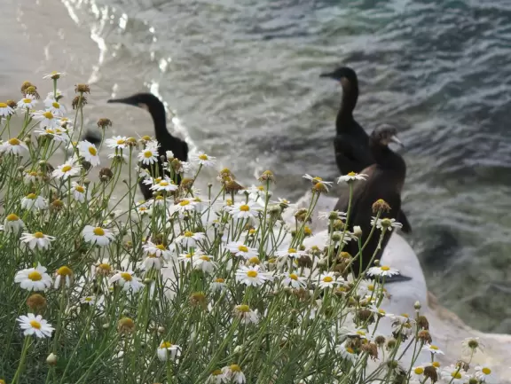 Heavenly area with seals, perfect cove, flowers hugging the cliff, and 1.5km walk above the sea.