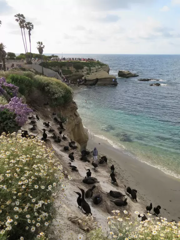 Heavenly area with seals, perfect cove, flowers hugging the cliff, and 1.5km walk above the sea.