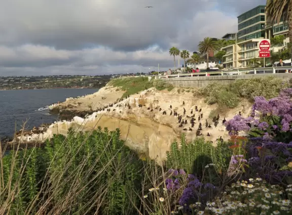 Heavenly area with seals, perfect cove, flowers hugging the cliff, and 1.5km walk above the sea.