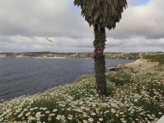 Heavenly area with seals, perfect cove, flowers hugging the cliff, and 1.5km walk above the sea.