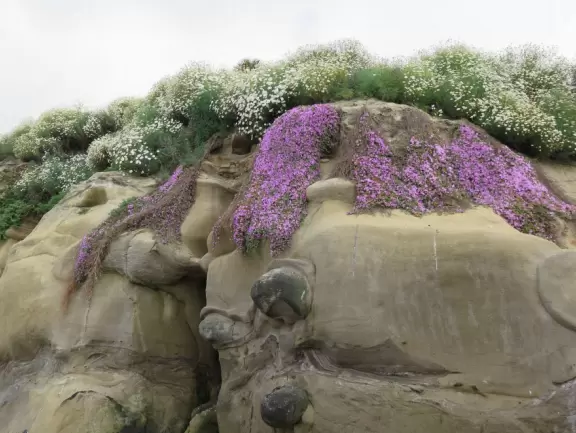 Heavenly area with seals, perfect cove, flowers hugging the cliff, and 1.5km walk above the sea.