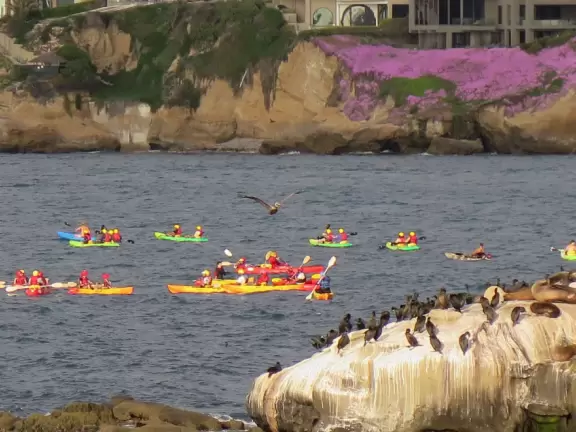 Heavenly area with seals, perfect cove, flowers hugging the cliff, and 1.5km walk above the sea.