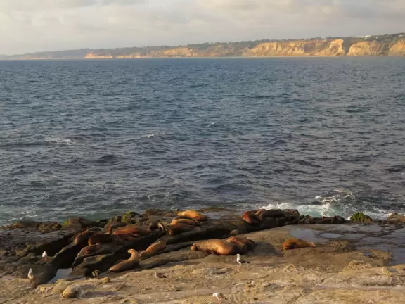 Heavenly area with seals, perfect cove, flowers hugging the cliff, and 1.5km walk above the sea.