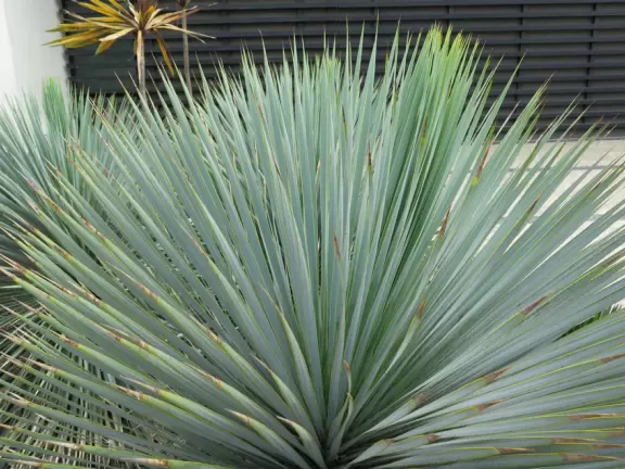 Walk past four lookouts over rocky coves, and in front of beach houses, admiring their gardens and architecture.