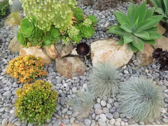 Walk past four lookouts over rocky coves, and in front of beach houses, admiring their gardens and architecture.