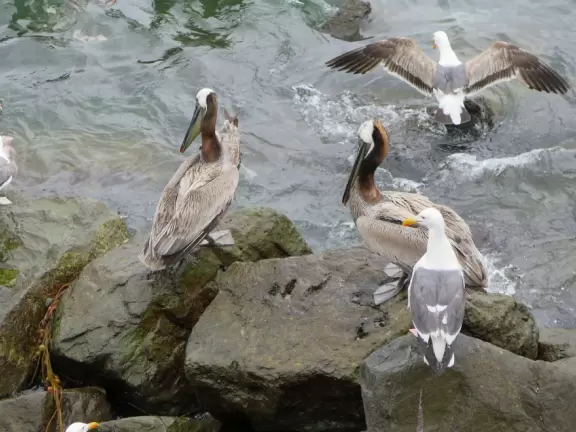 Cool place to watch the antics of pelicans and birds galore.