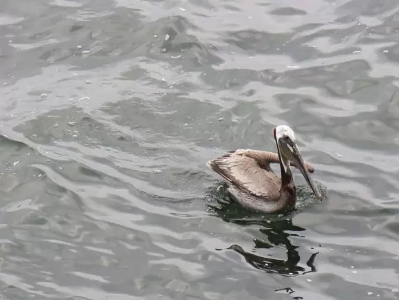 Cool place to watch the antics of pelicans and birds galore.