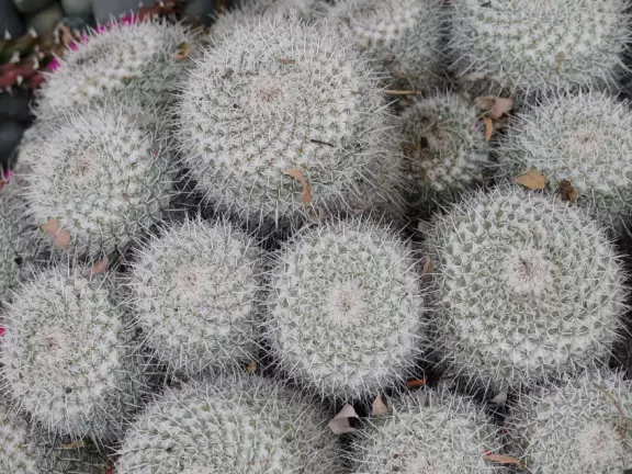 Walk past four lookouts over rocky coves, and in front of beach houses, admiring their gardens and architecture.
