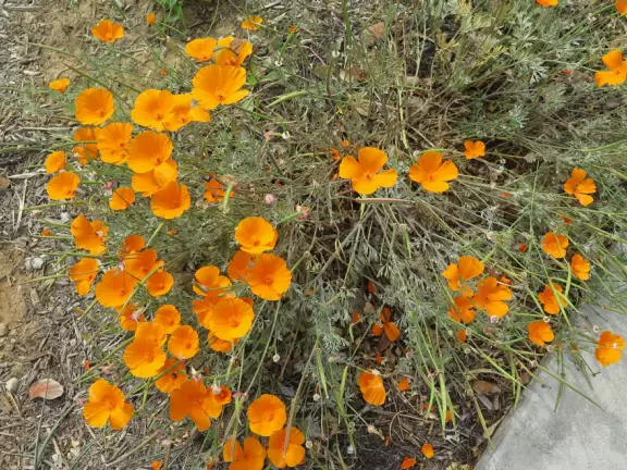 Cute town along Coast Highway, with bright cafes, and beaches just a short walk away.