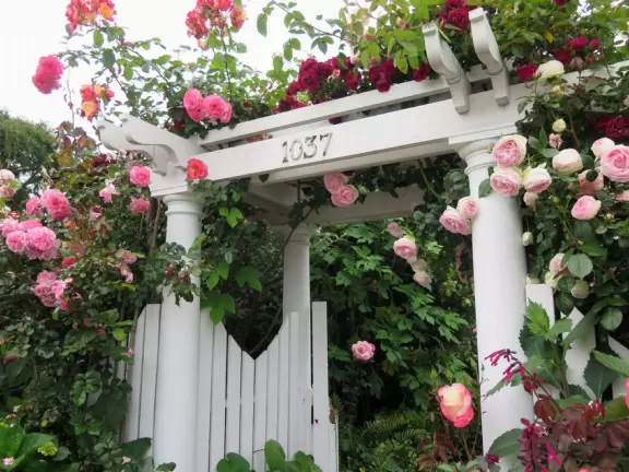 A walk among tropical trees and flowers, and the sweetest houses.