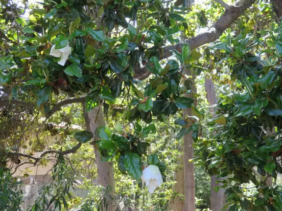 Stroll past beautiful architecture, ponds, fountains, flowers, and trees. Visit many different museums! And best of all, walk through sumptuous gardens.