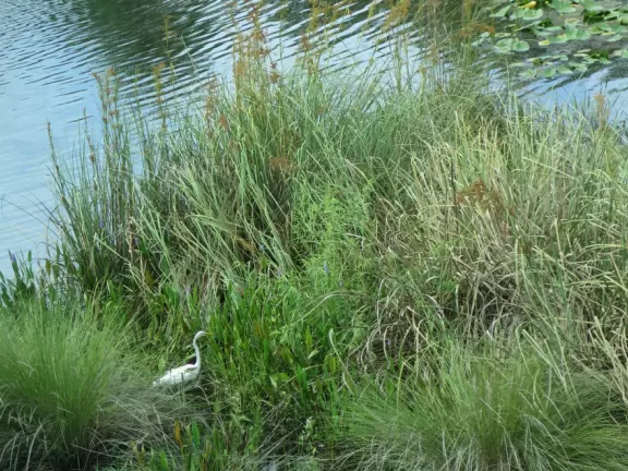 Walk past tropical plants in a hilly area!