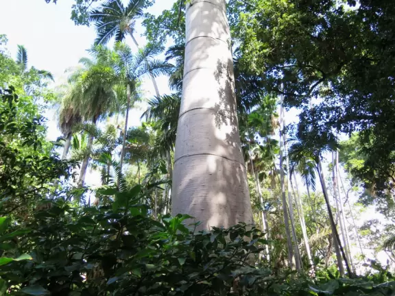 A lush paradise in the middle of downtown Honolulu!