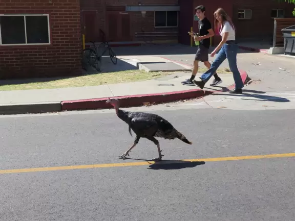 Turkey walking along Klamath Road!