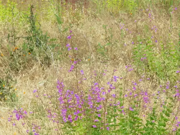 Wide paved sunny road for bike riding or to walk 1.5 miles to the Cave Rock and Dripping Cave trailhead.