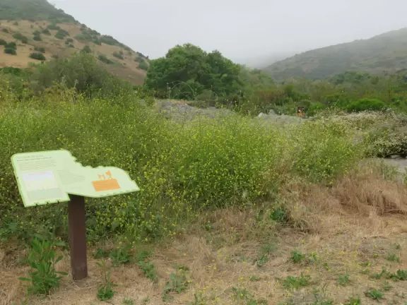 Wide paved sunny road for bike riding or to walk 1.5 miles to the Cave Rock and Dripping Cave trailhead.