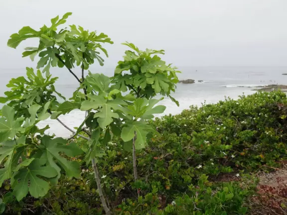One of the most beautiful spots in California- look way down below through lush palms at the incredible blue-green water.