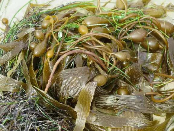 Fun beach with many spots to explore, including rock pools, a walking path with flowers above the sea, basketball courts, a playground, and a lawn by the beach.