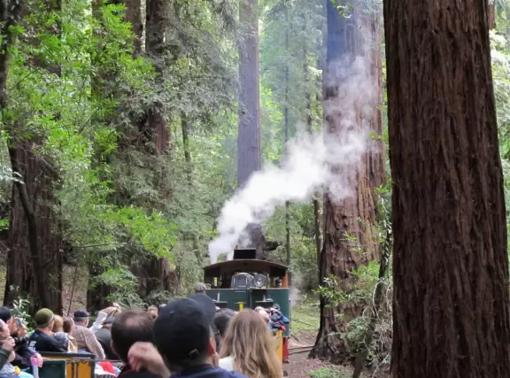 A train ride in an open car into the redwood forest among glorious old trees- a dream!