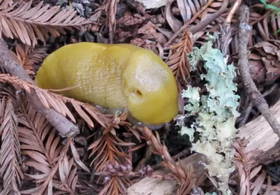 A train ride in an open car into the redwood forest among glorious old trees- a dream!