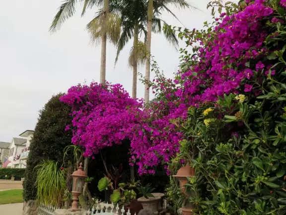 Lookout point over the harbor and a 200m walk in front of clifftop houses. Near cute modern development.