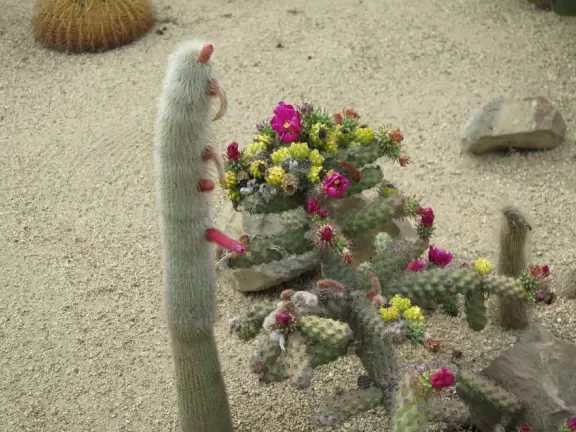 Lookout point over the harbor and a 200m walk in front of clifftop houses. Near cute modern development.