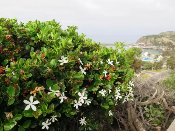 Lookout point over the harbor and a 200m walk in front of clifftop houses. Near cute modern development.