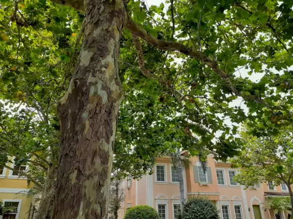 Lovely sidewalks lined with trees, where you pass fountains, parks, and colorful townhouses.