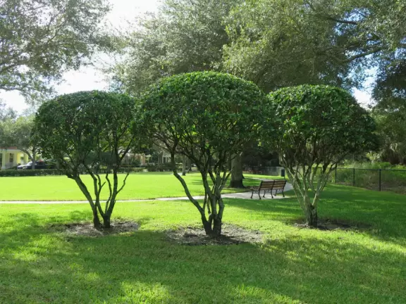 Lovely sidewalks lined with trees, where you pass fountains, parks, and colorful townhouses.