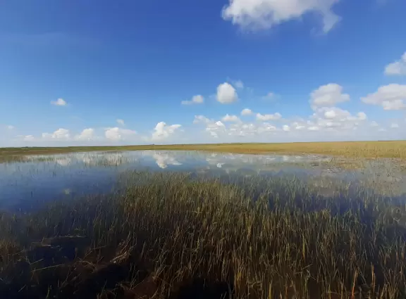 Quirky airboat tour among mangroves and sawgrass where you most likely see alligators and birds.