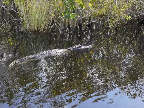 Quirky airboat tour among mangroves and sawgrass where you most likely see alligators and birds.