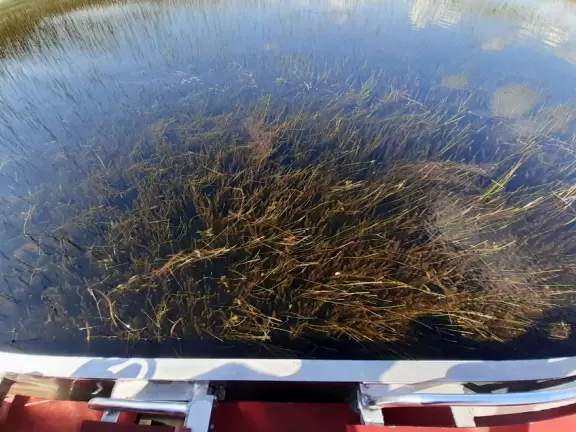 Quirky airboat tour among mangroves and sawgrass where you most likely see alligators and birds.