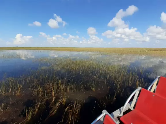 Quirky airboat tour among mangroves and sawgrass where you most likely see alligators and birds.