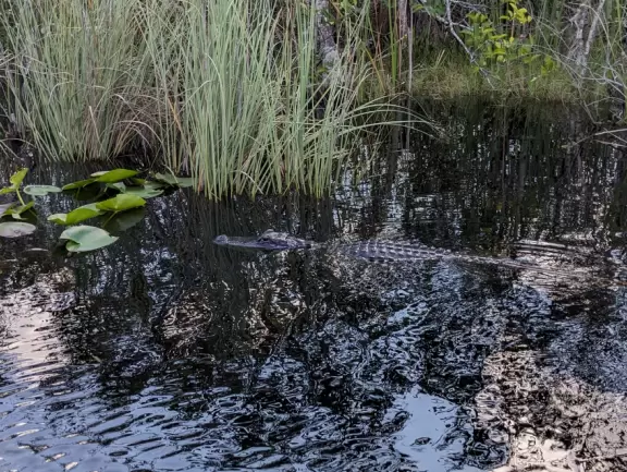 Quirky airboat tour among mangroves and sawgrass where you most likely see alligators and birds.
