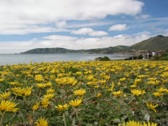 Supremely nice views from many varied vantage points. A clifftop park, beach with tide pools, and start of a long walk.