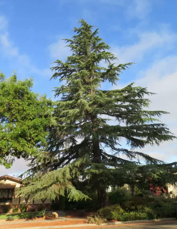 Best playground you'll ever visit! Huge slides, hillside slides, steep grass slope for cardboard sledding, cable zipline, and pretty trees to picnic under.