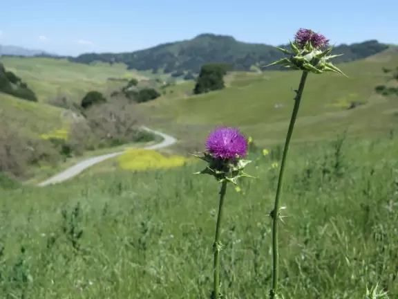Beautiful hike through pristine hills, with views around every bend. Narrow hard-packed dirt path. Flowers in spring.